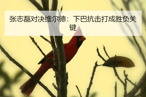 张志磊对决维尔德：下巴抗击打成胜负关键